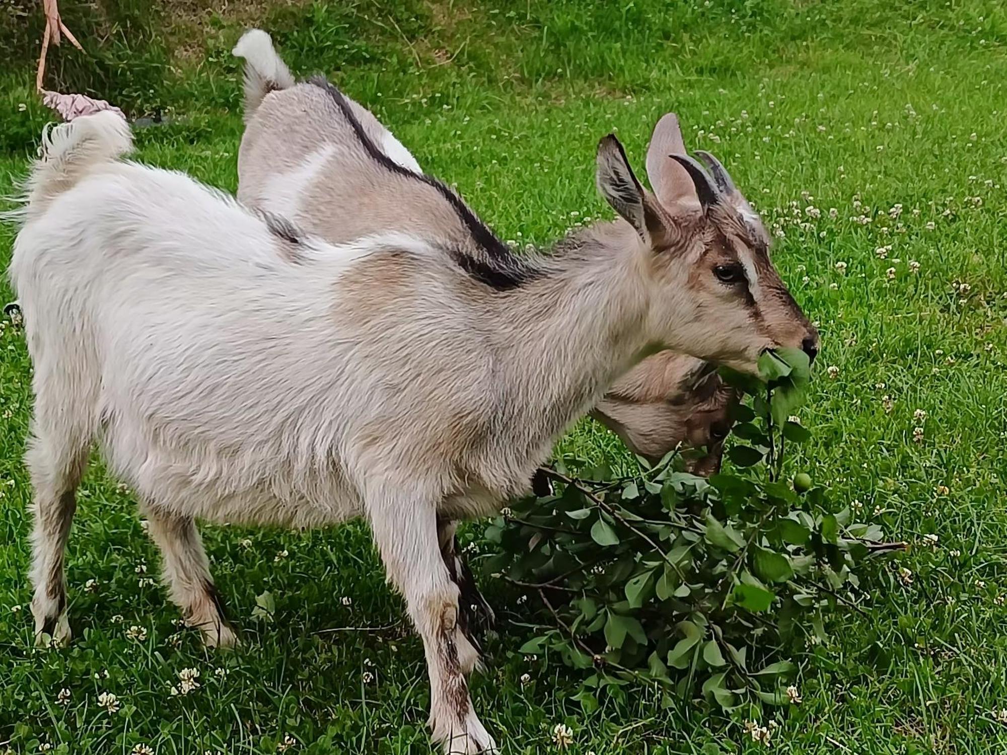 Domek Nad Lasem Koniaków Buitenkant foto